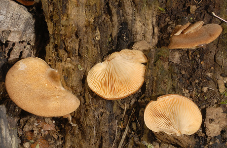 Safranblättriges Krüppelfüßchen (Crepidotus crocophyllus ) - © Heinz Prelicz